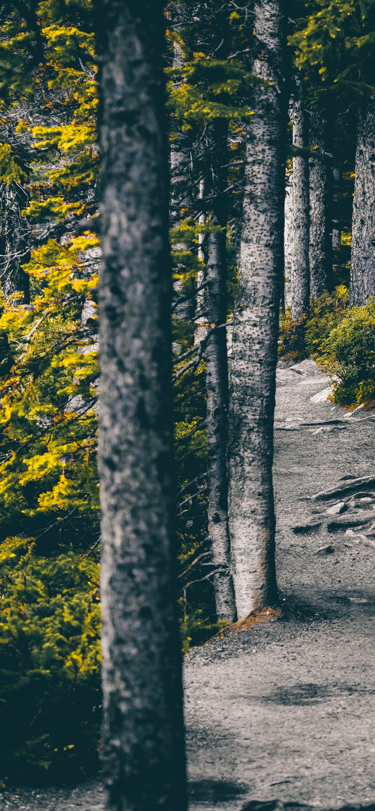 Nature, Tree, Natural Environment, Forest, Leaf. Wallpaper in 1242x2688 Resolution