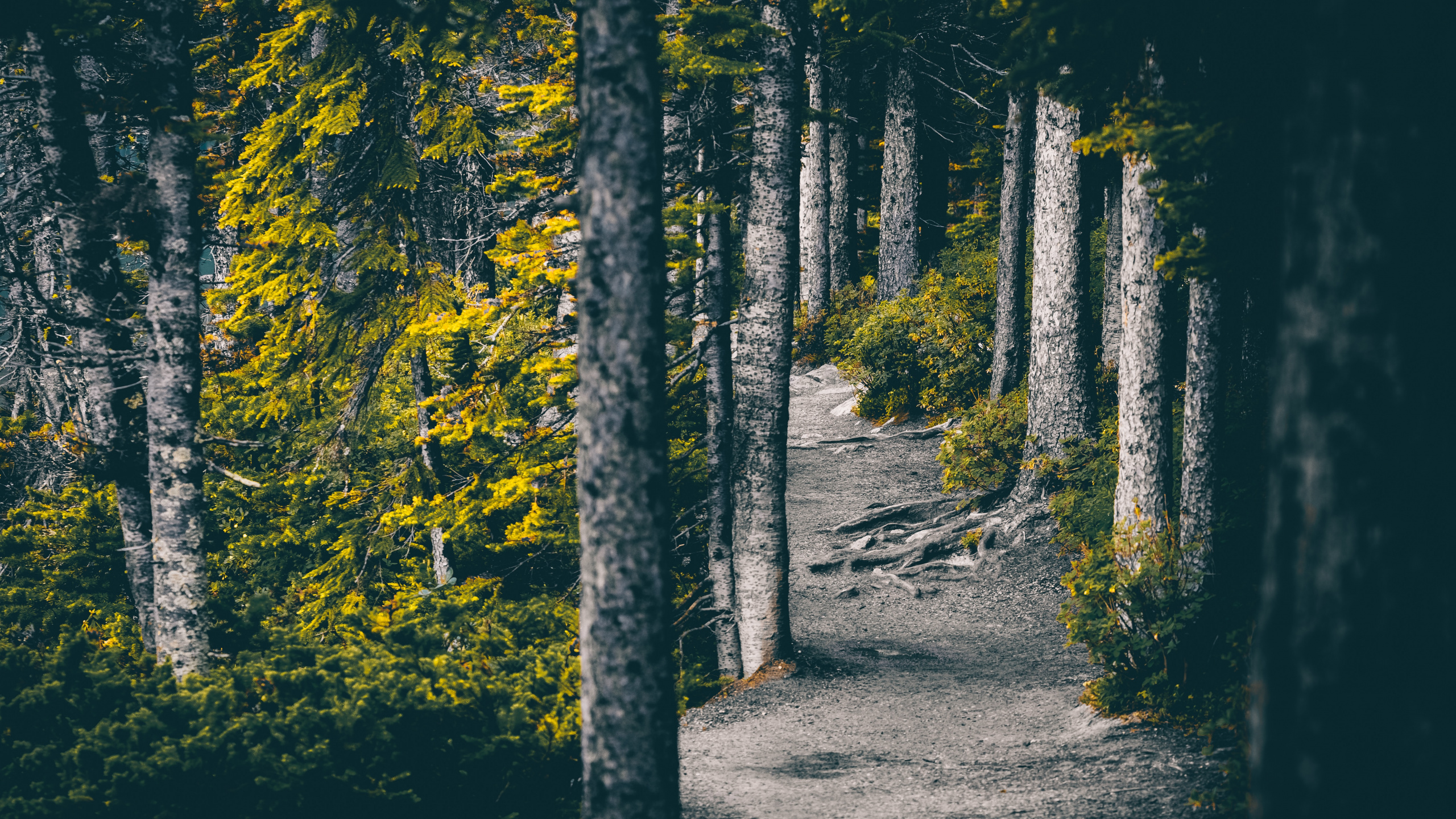 Nature, Tree, Natural Environment, Forest, Leaf. Wallpaper in 2560x1440 Resolution