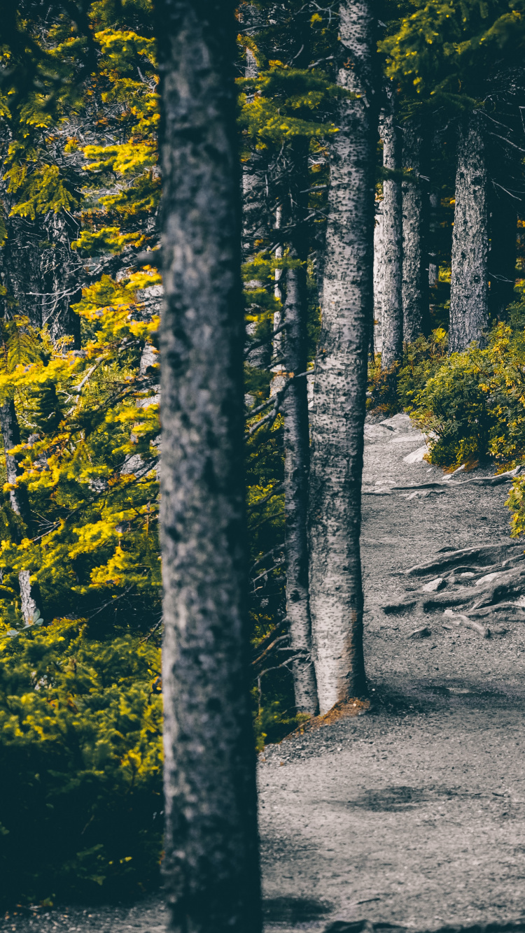 Nature, Tree, Natural Environment, Forest, Leaf. Wallpaper in 750x1334 Resolution