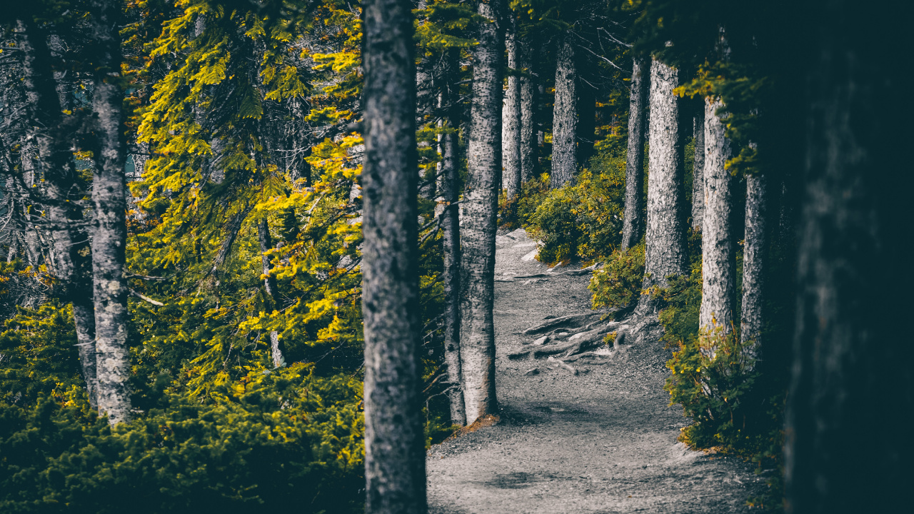 性质, 自然环境, 森林, 绿色的, 黄色的 壁纸 1280x720 允许