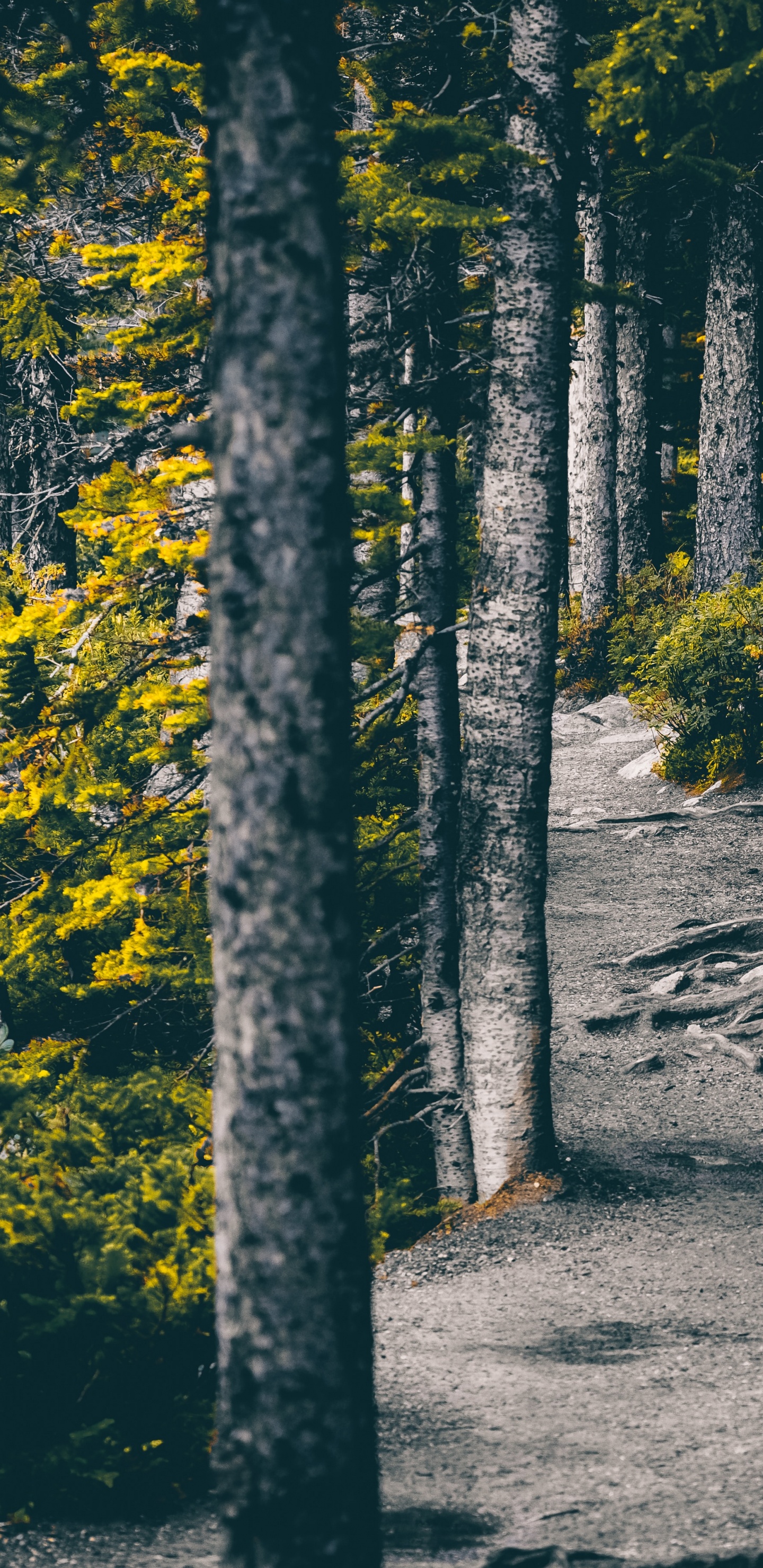 性质, 自然环境, 森林, 绿色的, 黄色的 壁纸 1440x2960 允许