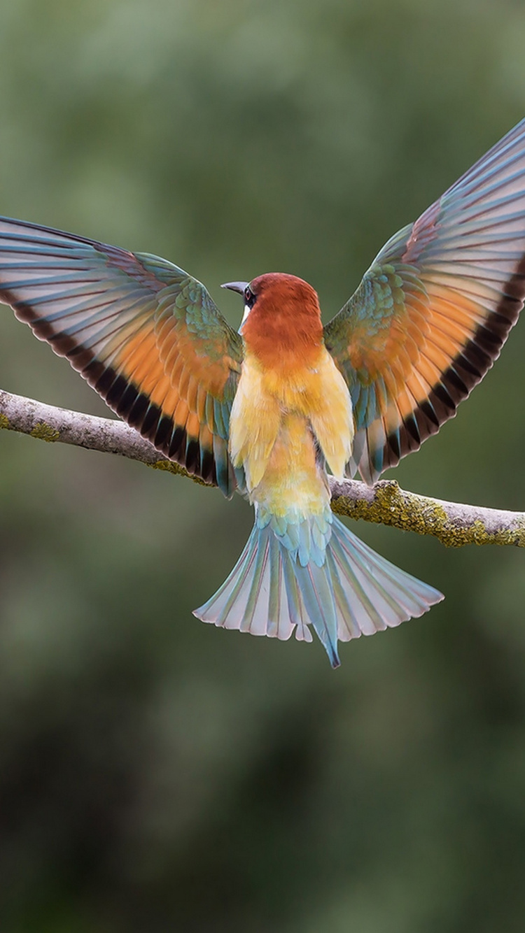 Brown and Green Bird on Brown Tree Branch. Wallpaper in 750x1334 Resolution