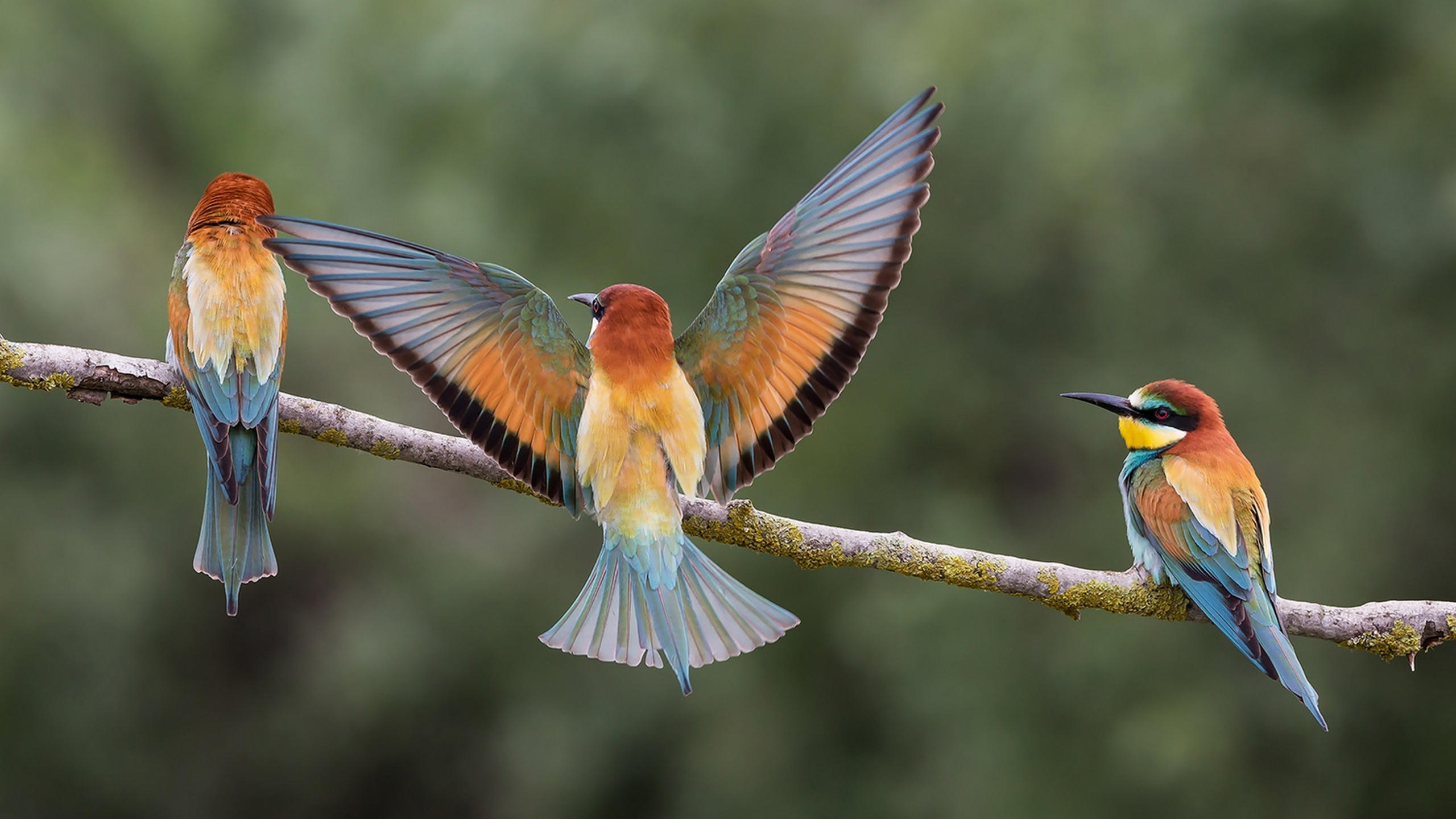 Brauner Und Grüner Vogel Auf Braunem Ast. Wallpaper in 2560x1440 Resolution