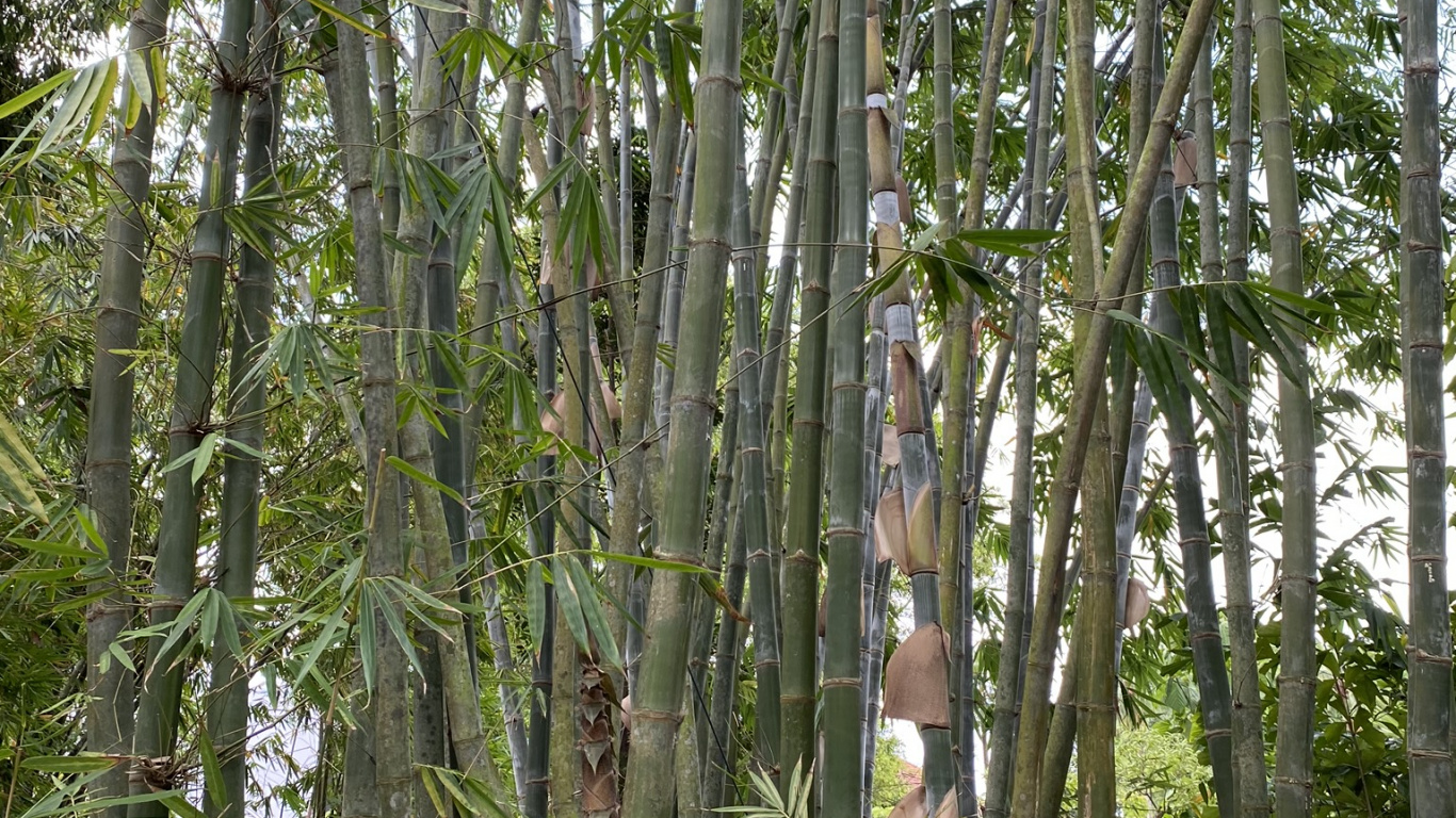 HD wallpaper bamboo arashiyama forest kyoto the way forward direction   Wallpaper Flare