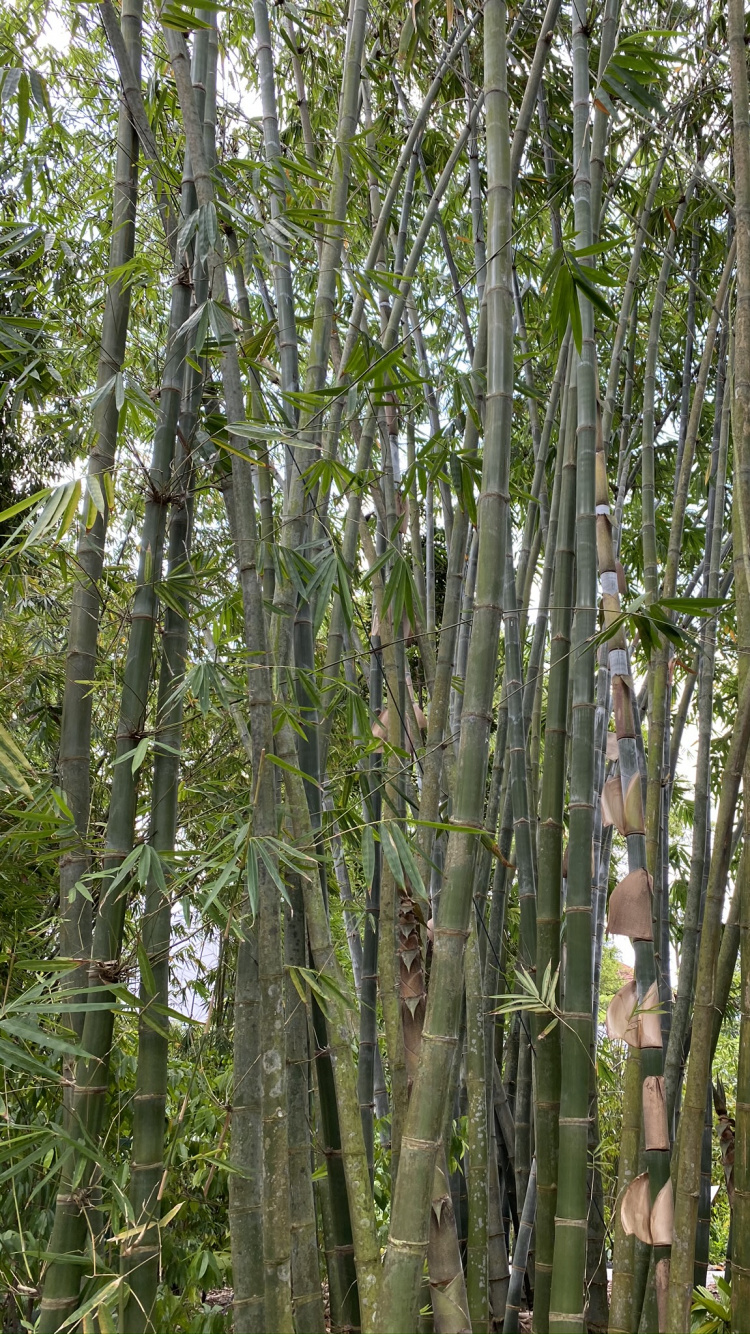 Bamboo, Biome, Plant Stem, Old Growth Forest, Vegetation. Wallpaper in 750x1334 Resolution