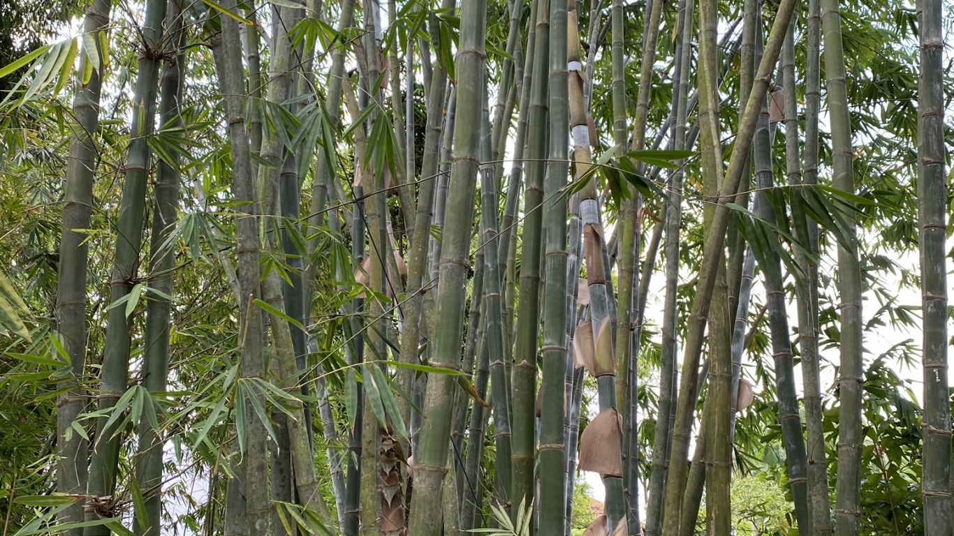 Bambus, Biome, Pflanzen-Stammzellen, Den Alten Wald, Vegetation. Wallpaper in 1366x768 Resolution
