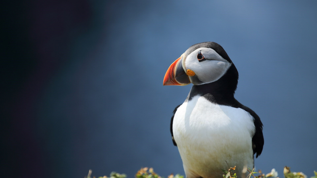 White and Black Bird on Green Grass During Daytime. Wallpaper in 1280x720 Resolution