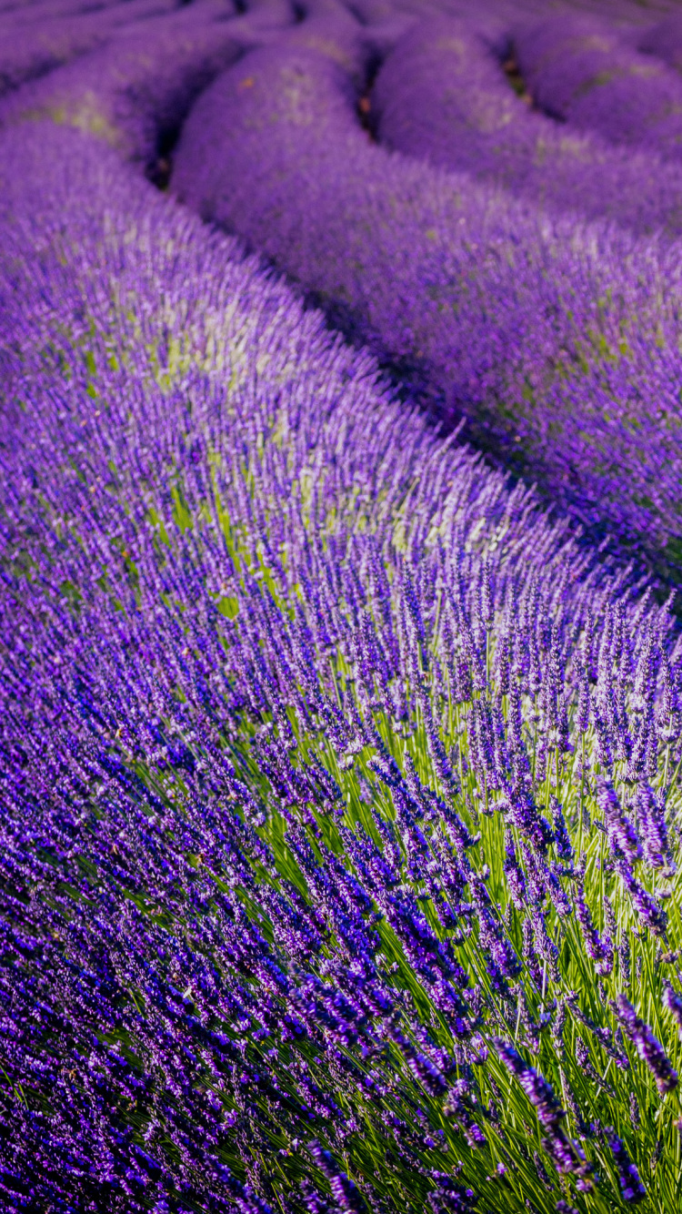 Englisch Lavendel, Segelfisch, Purpur, Gras, Bodendecker. Wallpaper in 750x1334 Resolution
