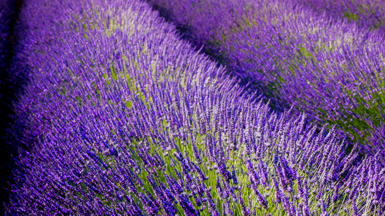 English Lavender, Sailfish Os, Flower, Plant, Purple. Wallpaper in 1280x720 Resolution
