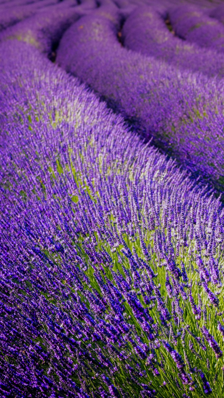 Inglés Lavanda, Pez Vela, Morado, la Cubierta Vegetal, la Floración de la Planta. Wallpaper in 720x1280 Resolution