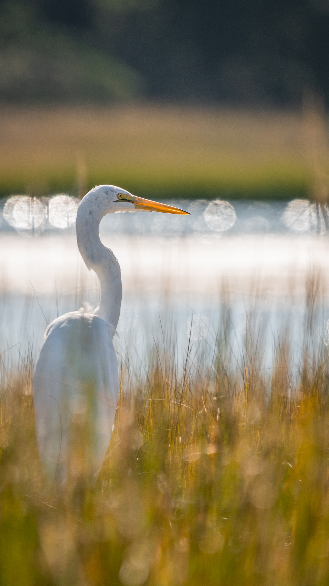 White Long Beak Bird on Water During Daytime. Wallpaper in 1080x1920 Resolution