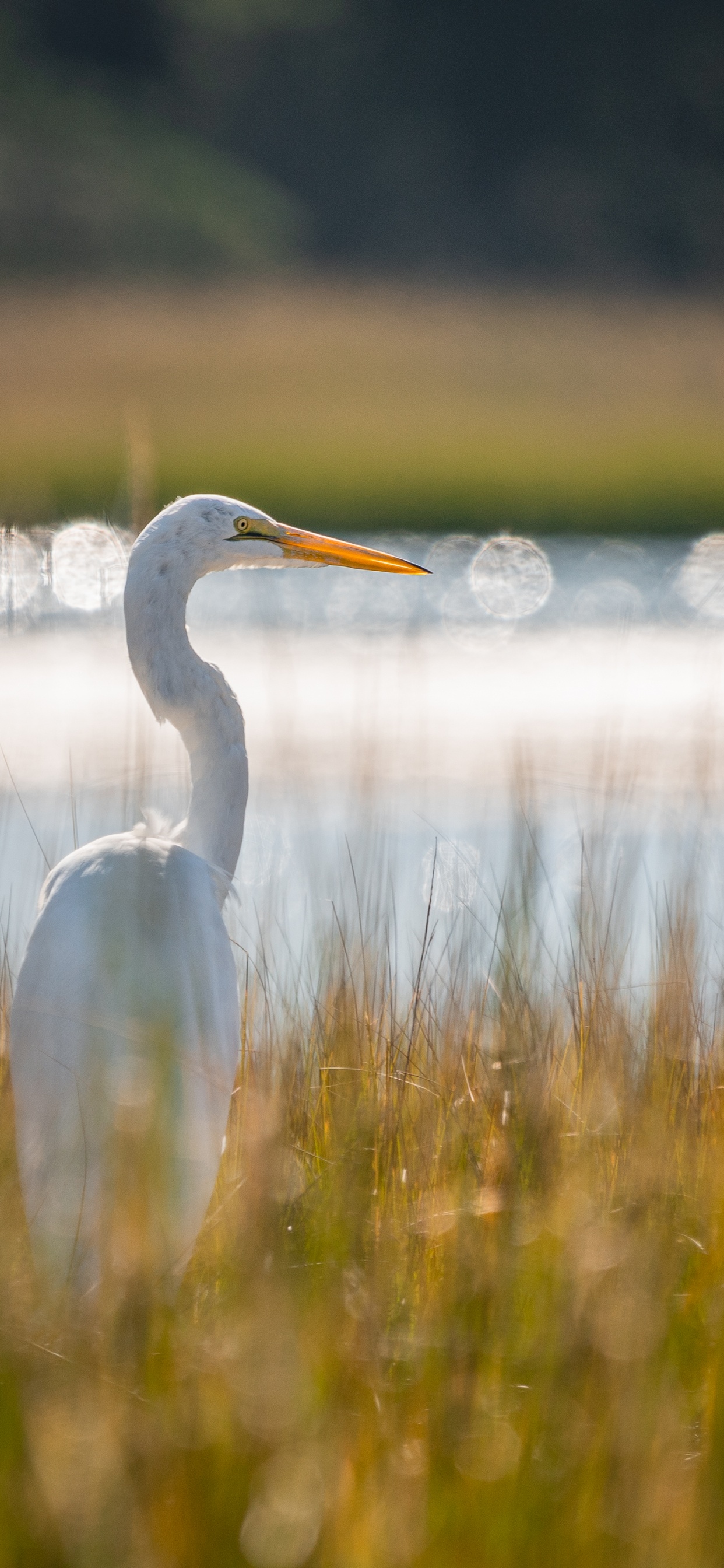 White Long Beak Bird on Water During Daytime. Wallpaper in 1242x2688 Resolution