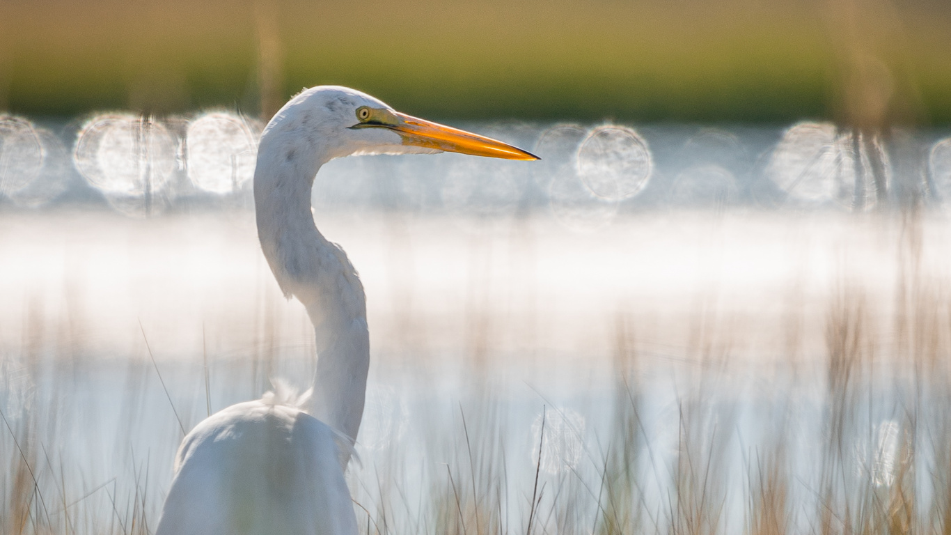 White Long Beak Bird on Water During Daytime. Wallpaper in 1366x768 Resolution