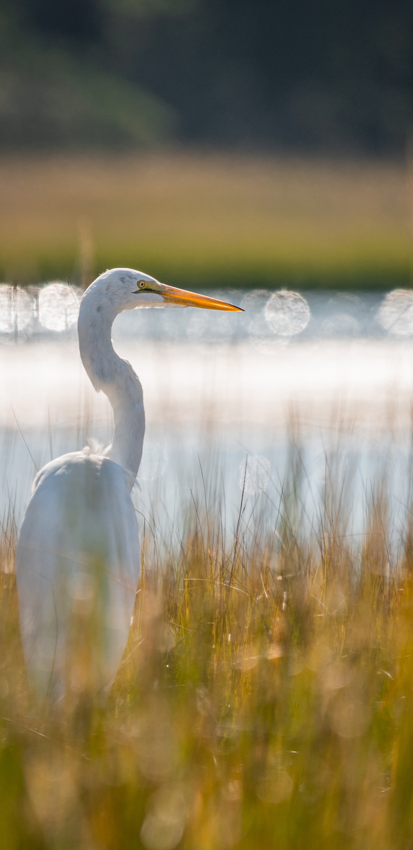 White Long Beak Bird on Water During Daytime. Wallpaper in 1440x2960 Resolution