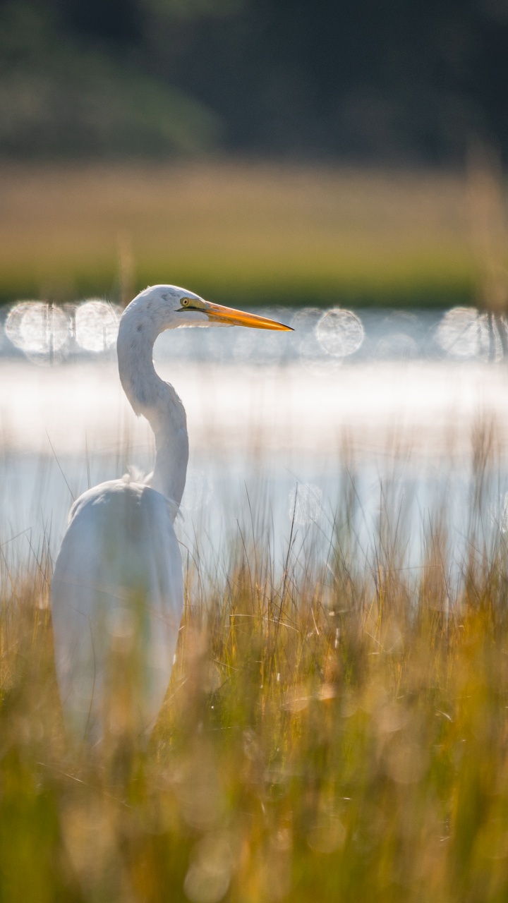 White Long Beak Bird on Water During Daytime. Wallpaper in 720x1280 Resolution