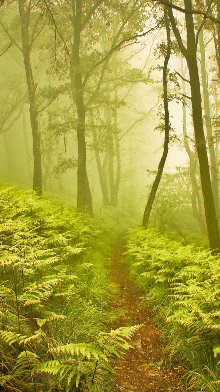 Green Plants and Trees During Daytime. Wallpaper in 750x1334 Resolution