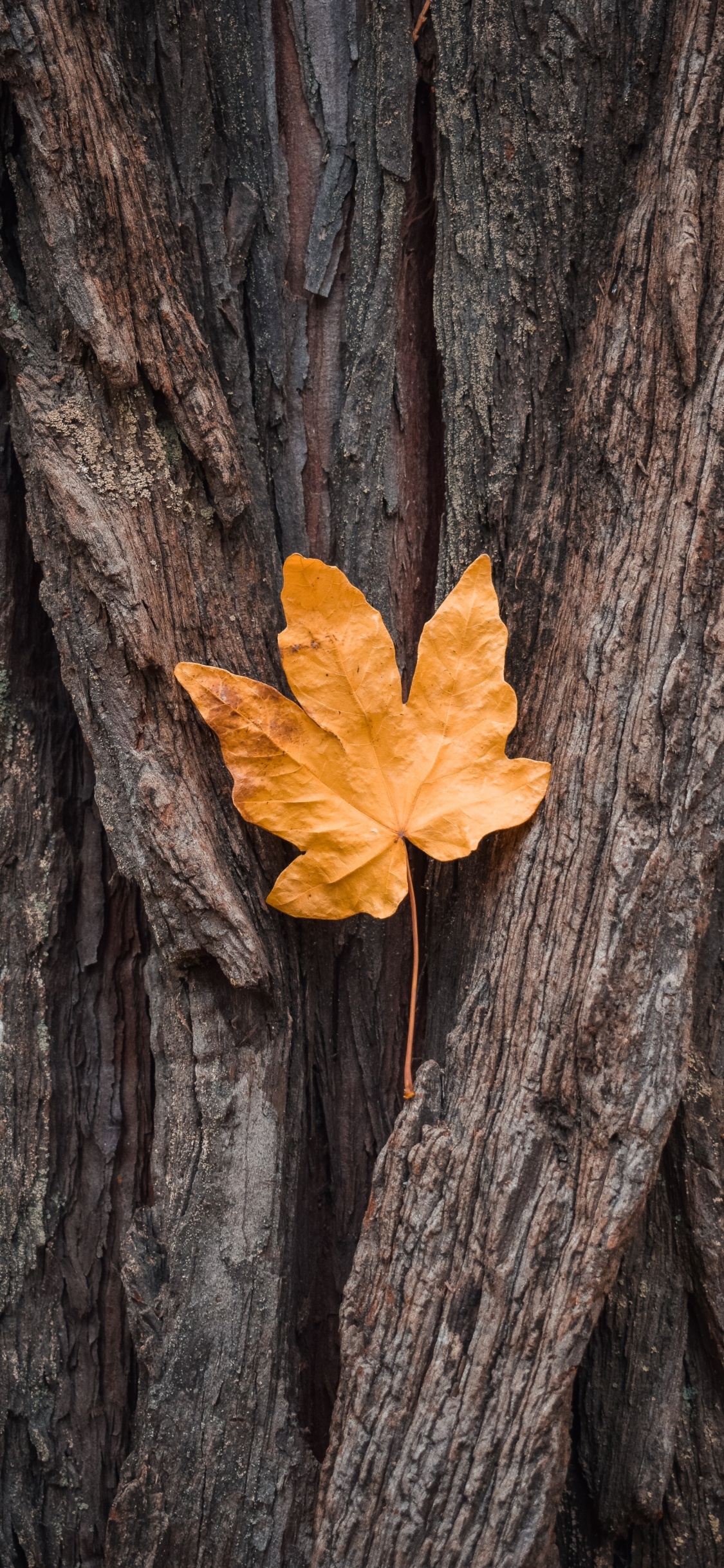 la Hoja de Arce, Corteza de Nogal, Pakistán, Horóscopo, Arce Negro. Wallpaper in 1125x2436 Resolution