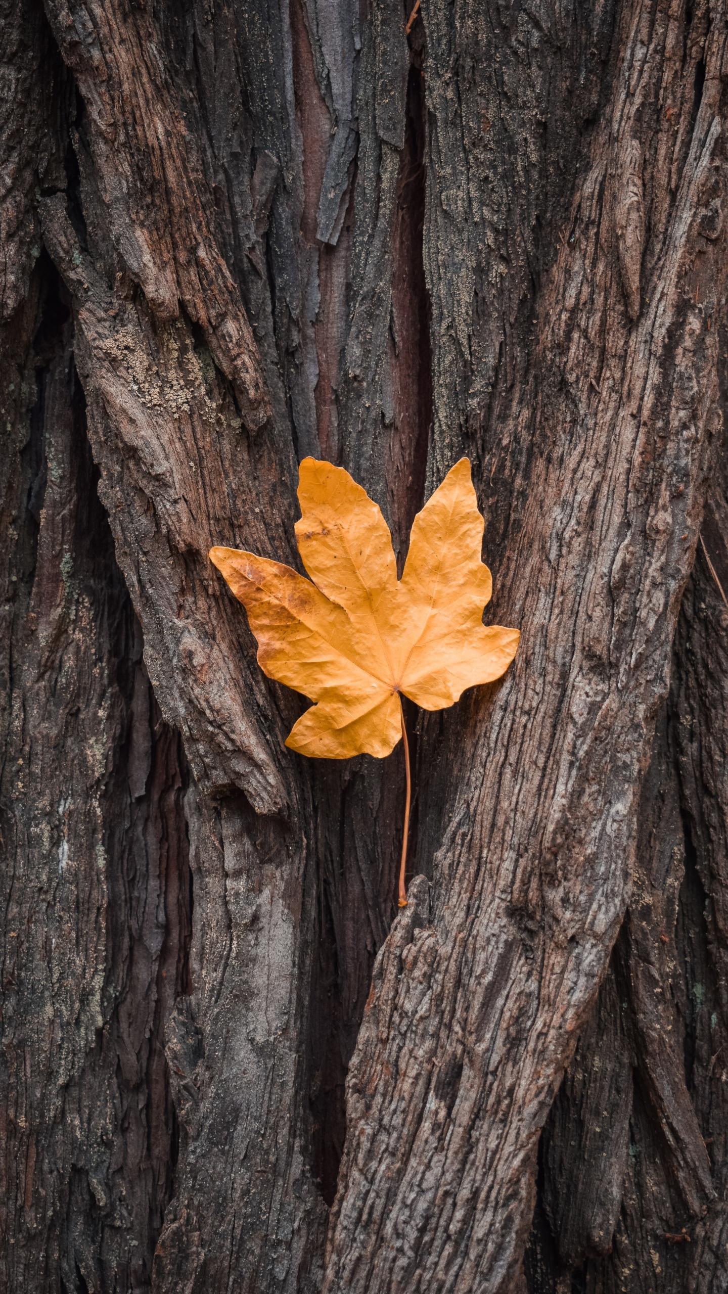 Maple Leaf, Shellbark Hickory, Pakistan, Horoscope, Black Maple. Wallpaper in 1440x2560 Resolution
