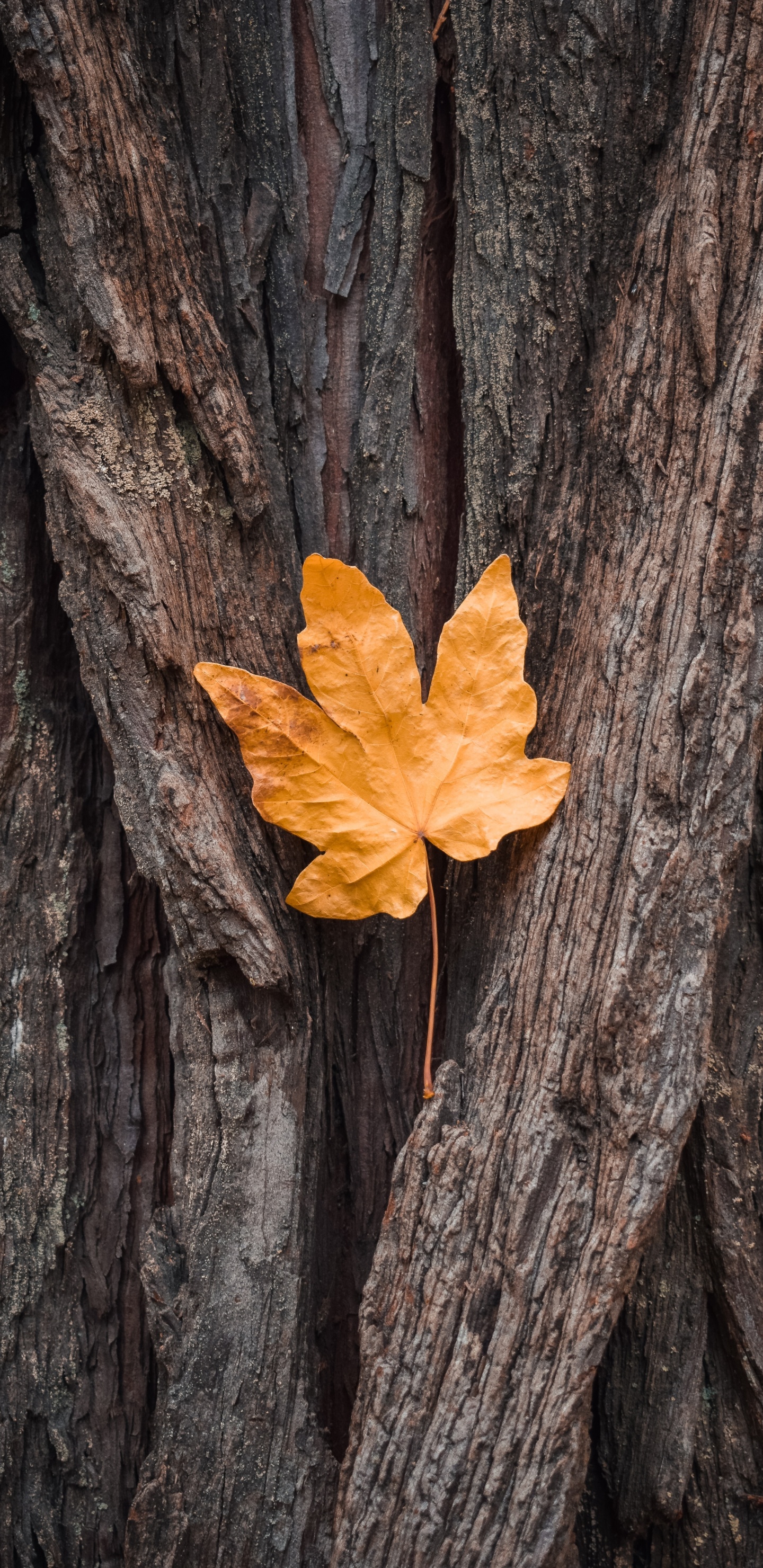 Maple Leaf, Shellbark Hickory, Pakistan, Horoscope, Black Maple. Wallpaper in 1440x2960 Resolution