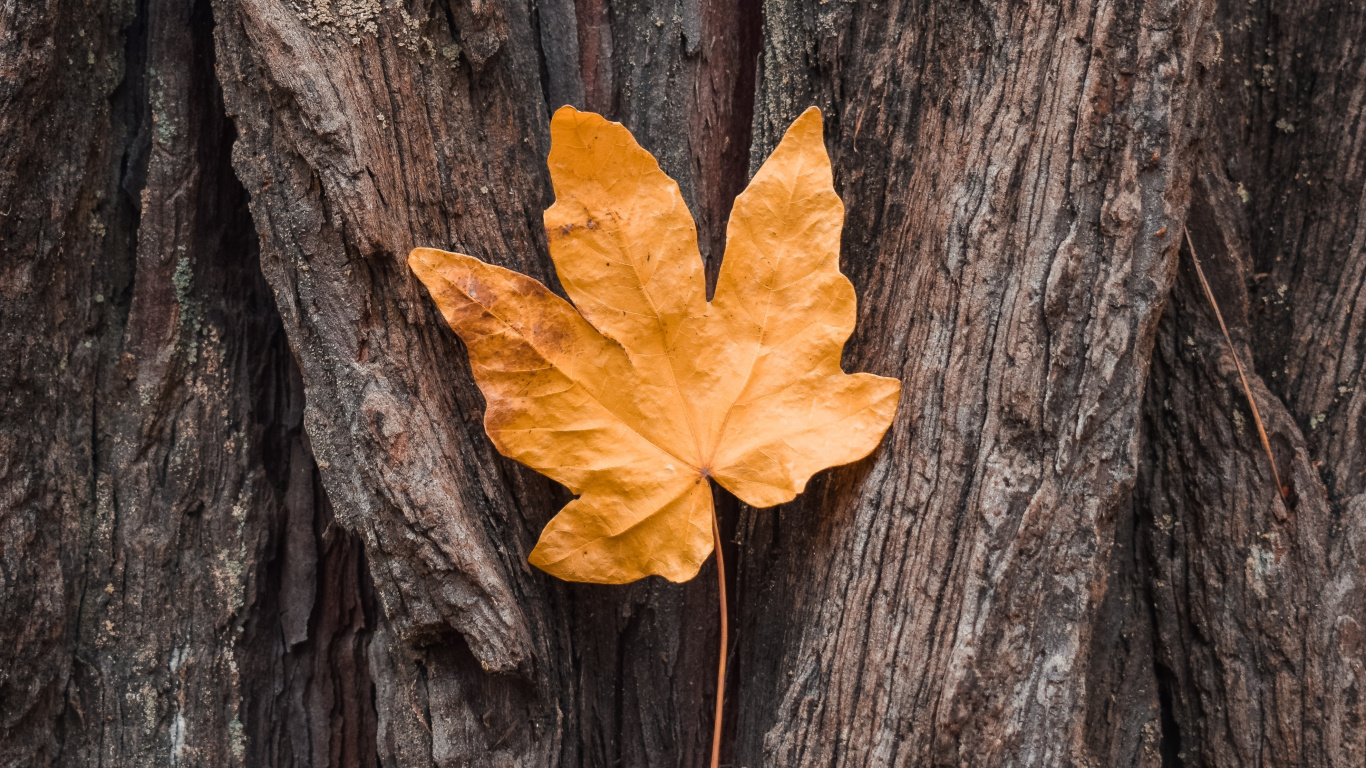 Maple Leaf, Shellbark Hickory, Pakistan, Horoskop, Schwarzer Ahorn. Wallpaper in 1366x768 Resolution