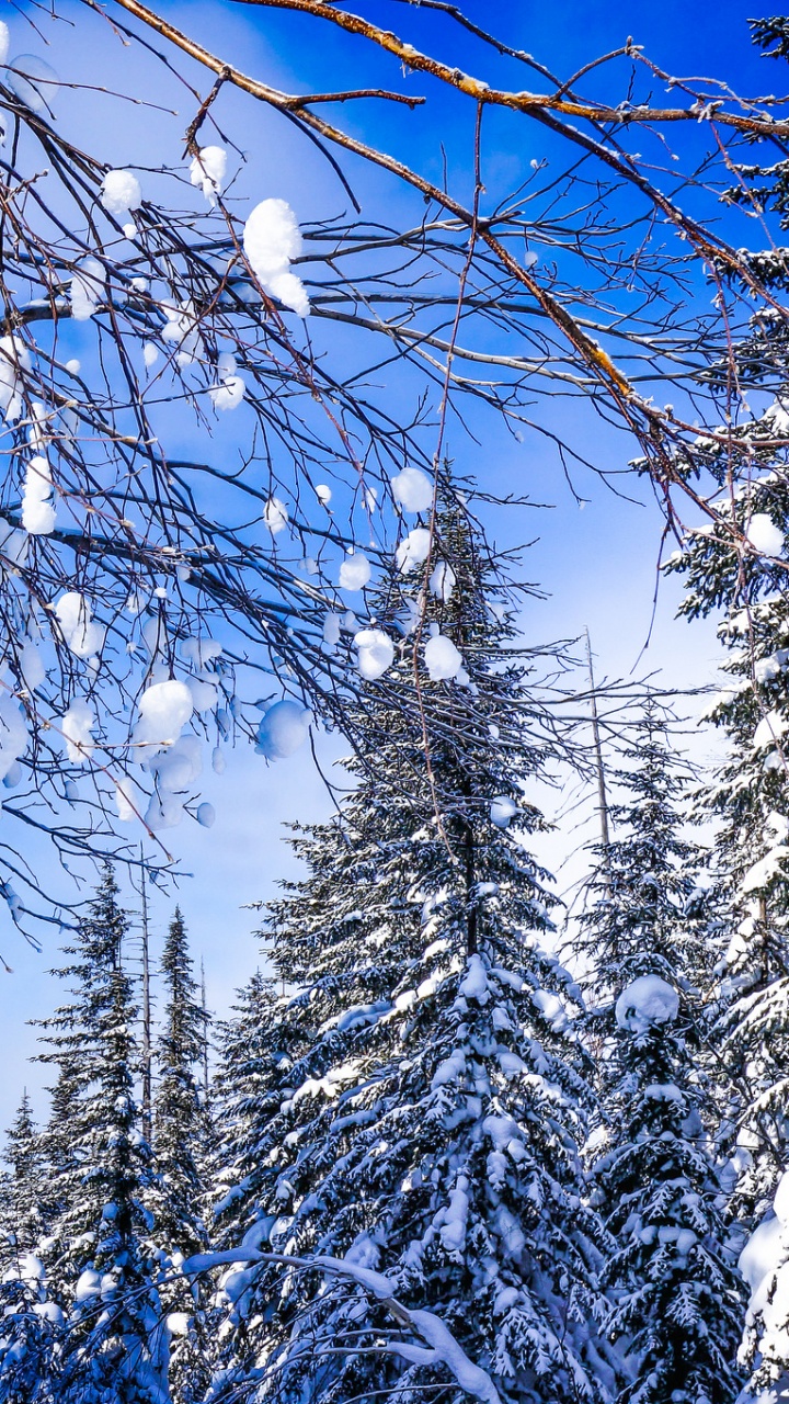Snow Covered Tree During Daytime. Wallpaper in 720x1280 Resolution
