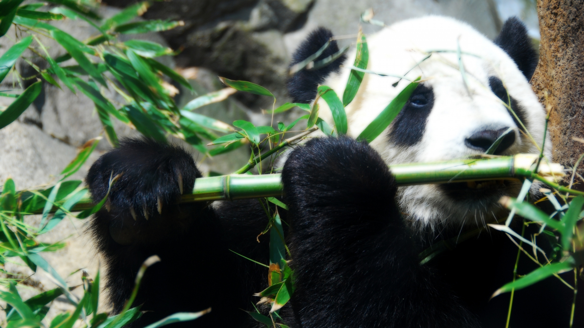Oso Panda Sobre la Hierba Verde Durante el Día. Wallpaper in 1920x1080 Resolution