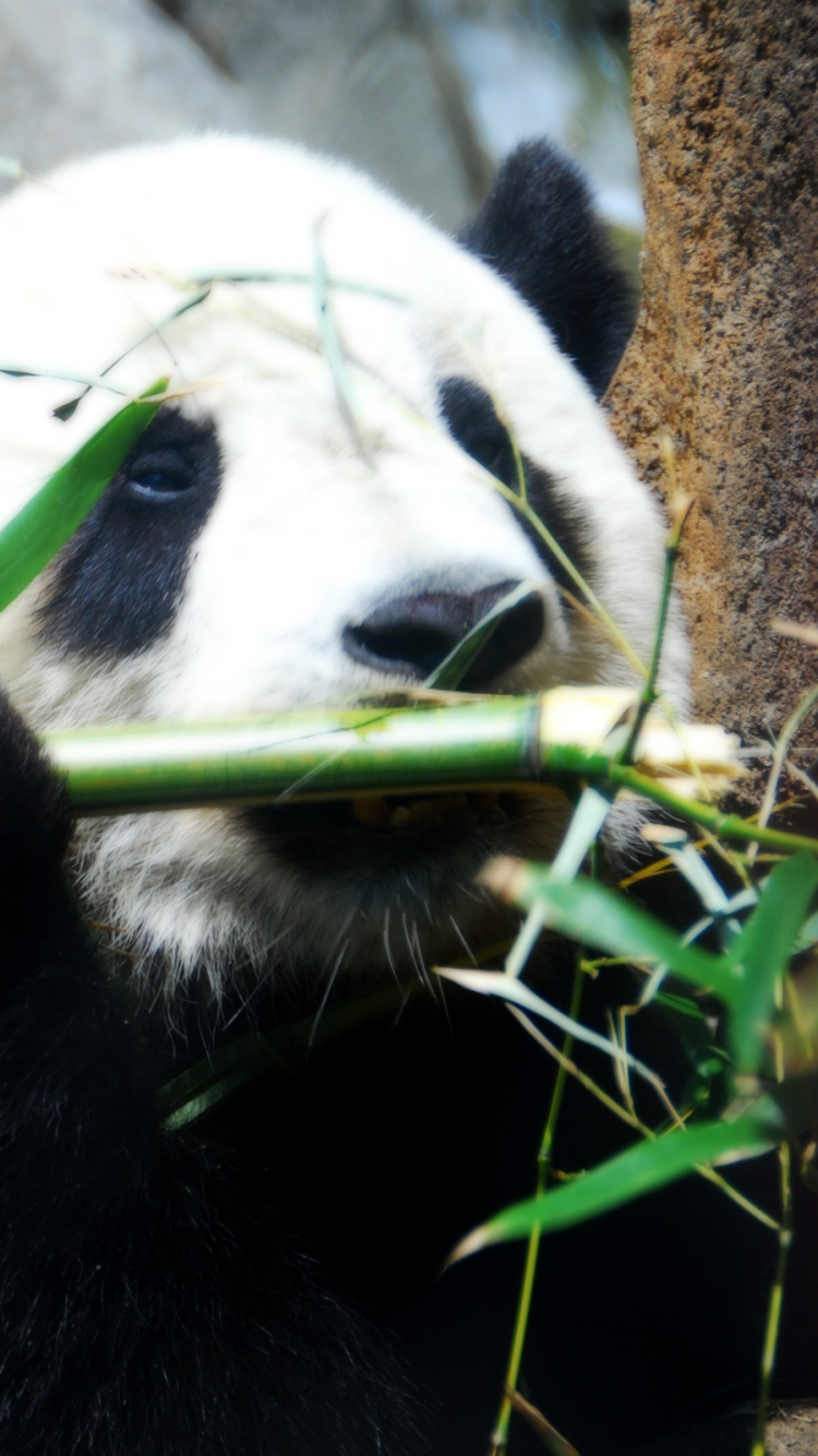 Panda Bear on Green Grass During Daytime. Wallpaper in 750x1334 Resolution