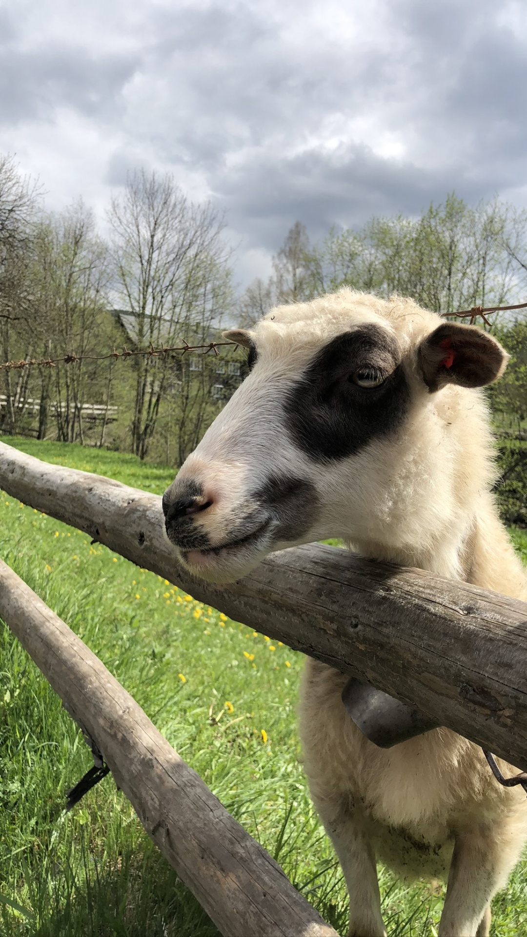 Carpathian Mountains, Sheep, Goat, Pasture, Branch. Wallpaper in 1080x1920 Resolution