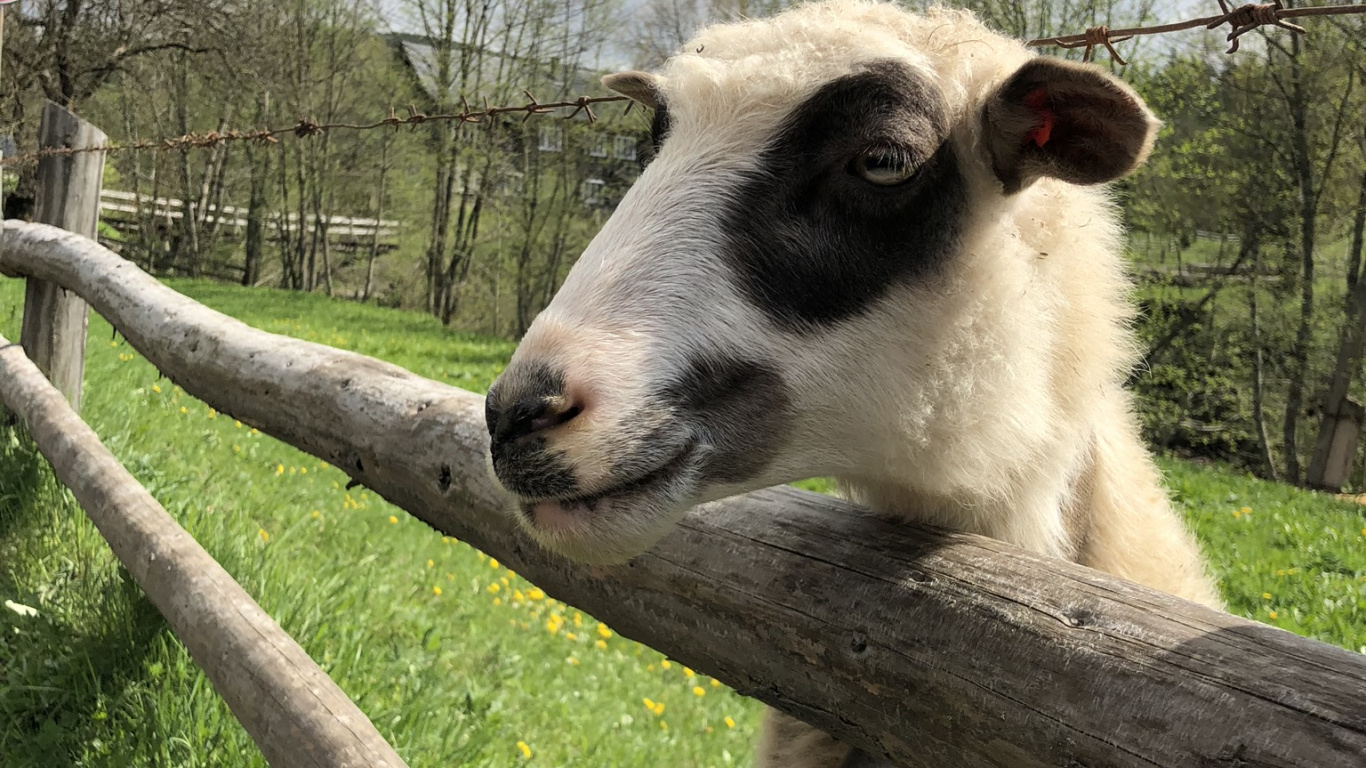 Carpathian Mountains, Sheep, Goat, Pasture, Branch. Wallpaper in 1366x768 Resolution