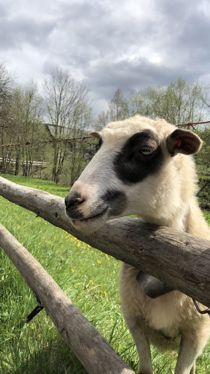 Carpathian Mountains, Sheep, Goat, Pasture, Branch. Wallpaper in 720x1280 Resolution