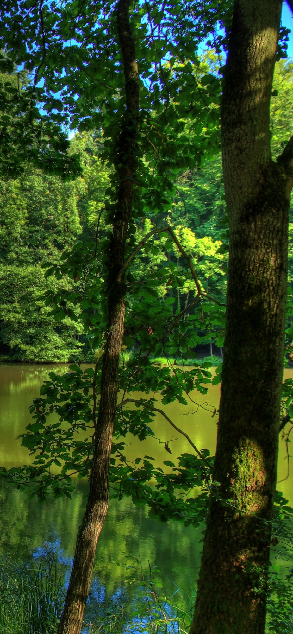 Árboles Verdes Junto al Lago Durante el Día. Wallpaper in 1125x2436 Resolution