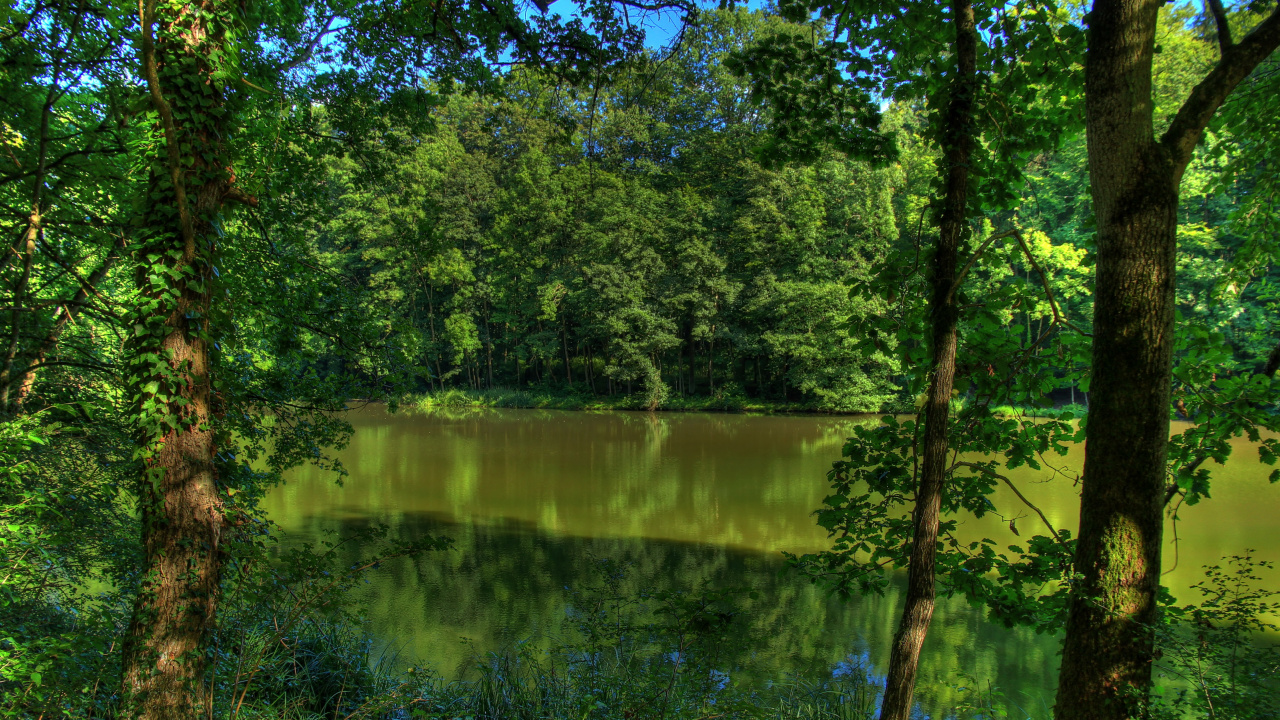 Green Trees Beside Lake During Daytime. Wallpaper in 1280x720 Resolution