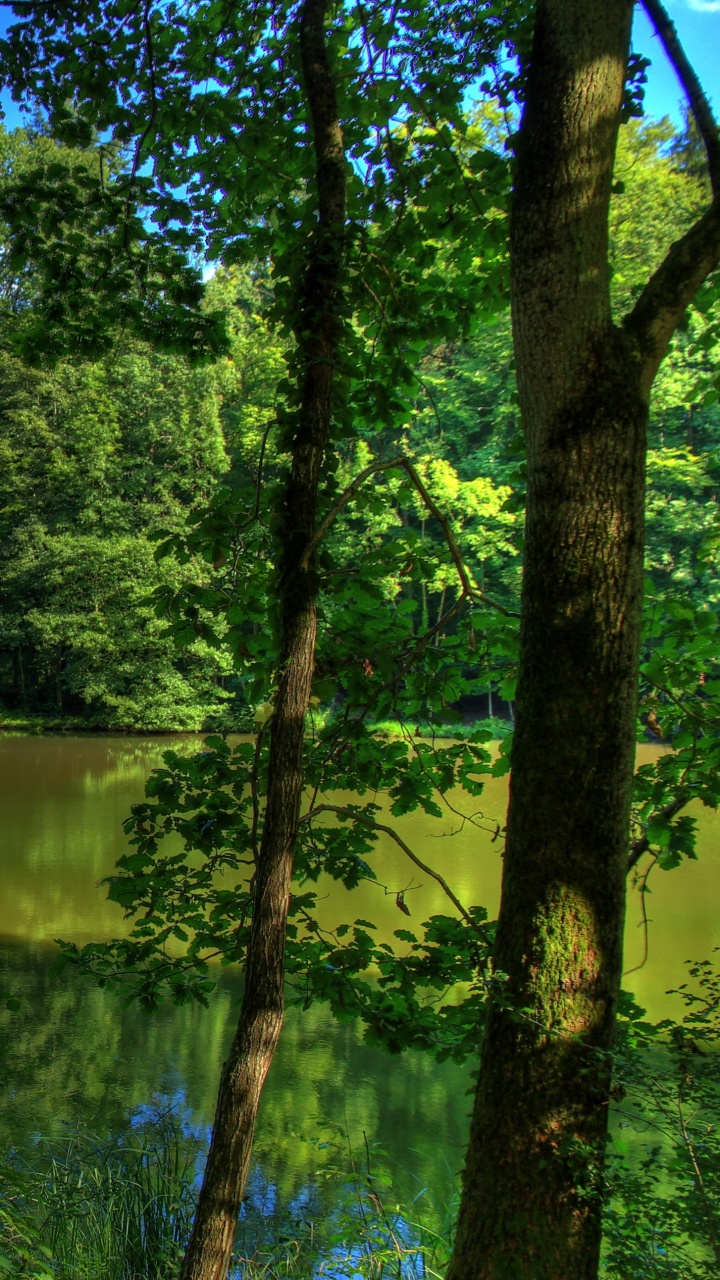Green Trees Beside Lake During Daytime. Wallpaper in 720x1280 Resolution