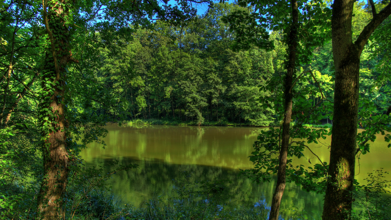 Tagsüber Grüne Bäume am See. Wallpaper in 1366x768 Resolution