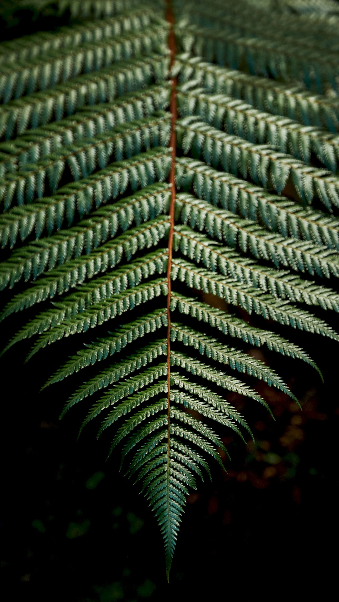 Tige de la Plante, Végétation, Fougères, Green, Feuille. Wallpaper in 1080x1920 Resolution