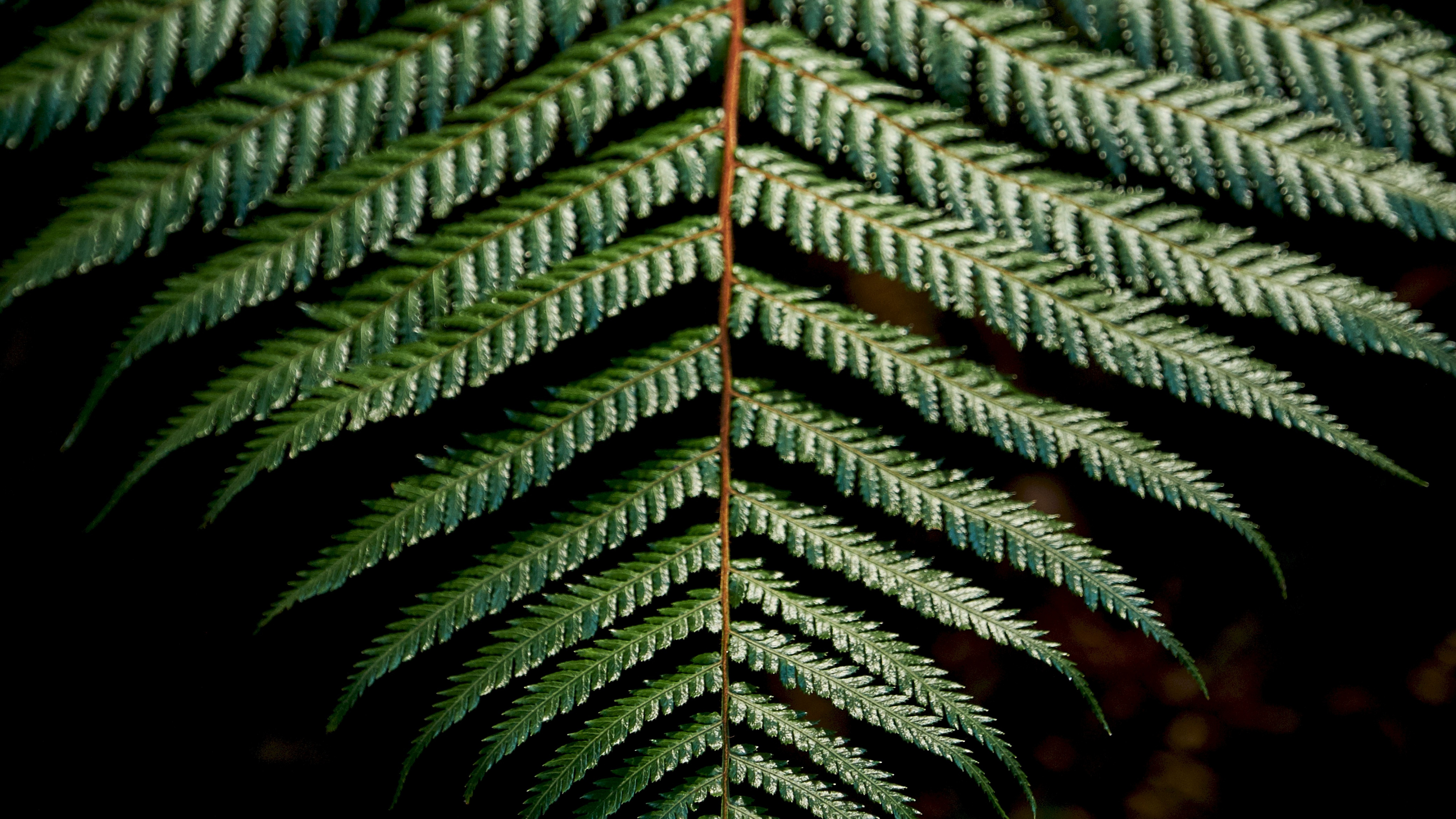 Tige de la Plante, Végétation, Fougères, Green, Feuille. Wallpaper in 3840x2160 Resolution