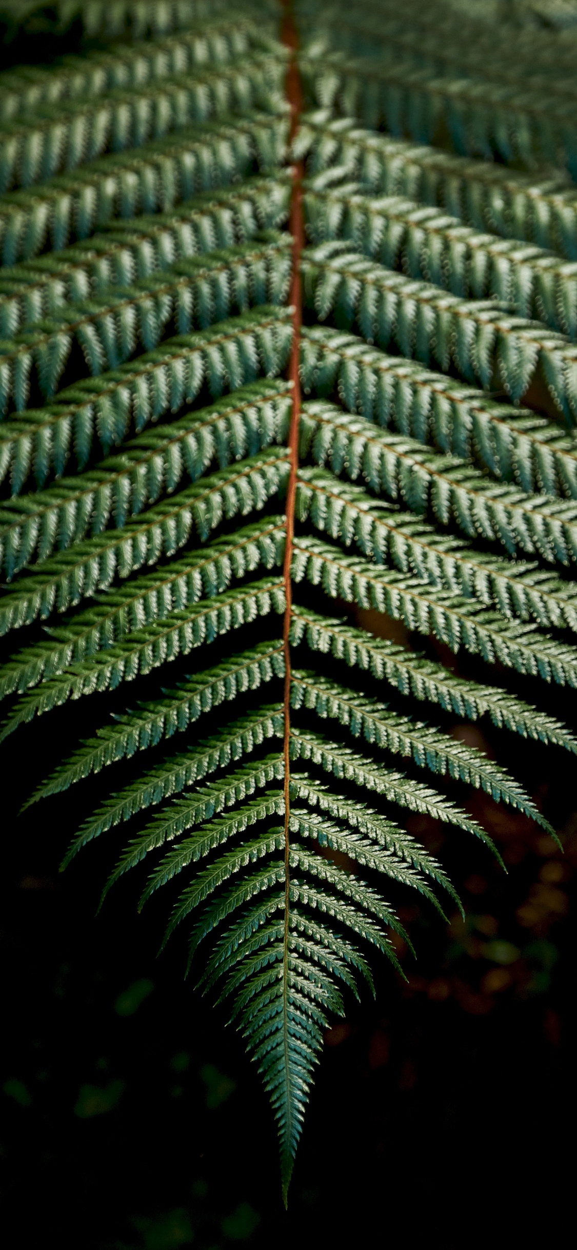 Tallo de la Planta, la Vegetación, Helechos, Verde, Naturaleza. Wallpaper in 1125x2436 Resolution