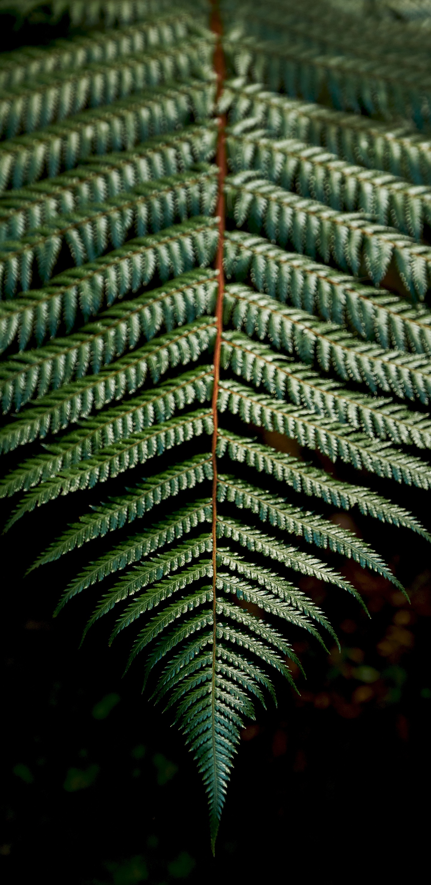 Tallo de la Planta, la Vegetación, Helechos, Verde, Naturaleza. Wallpaper in 1440x2960 Resolution