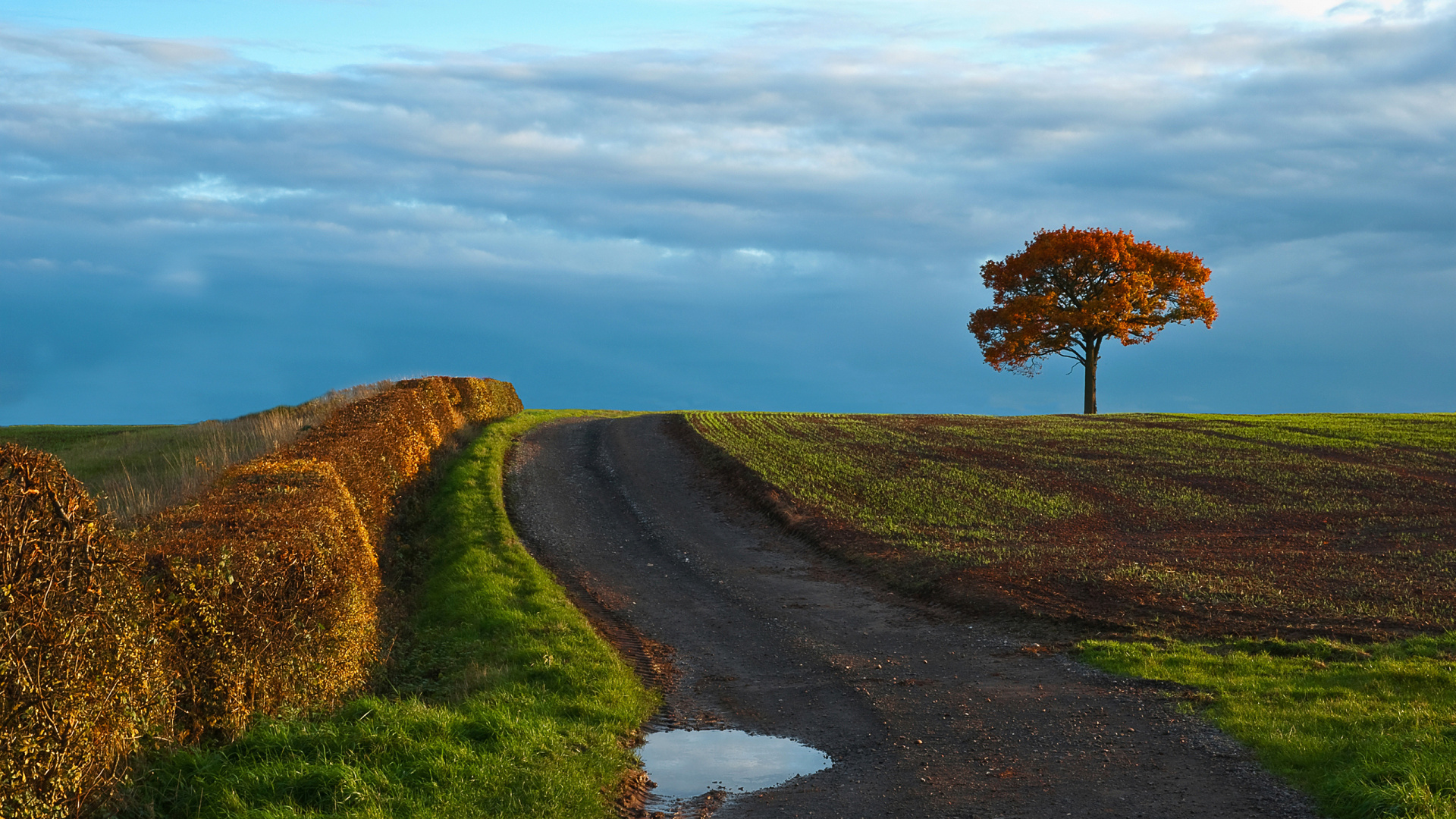 Green Grass Field With Trees Under Blue Sky During Daytime. Wallpaper in 1920x1080 Resolution
