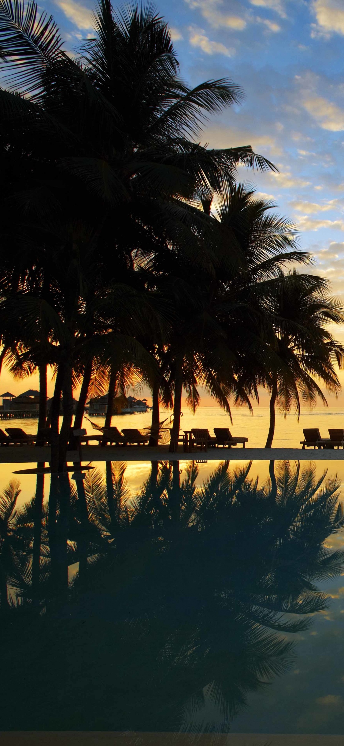 Palm Trees Near Body of Water During Daytime. Wallpaper in 1125x2436 Resolution