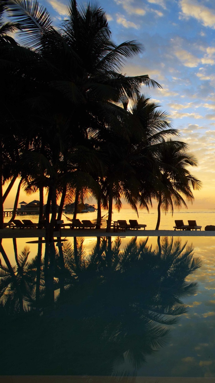 Palm Trees Near Body of Water During Daytime. Wallpaper in 720x1280 Resolution