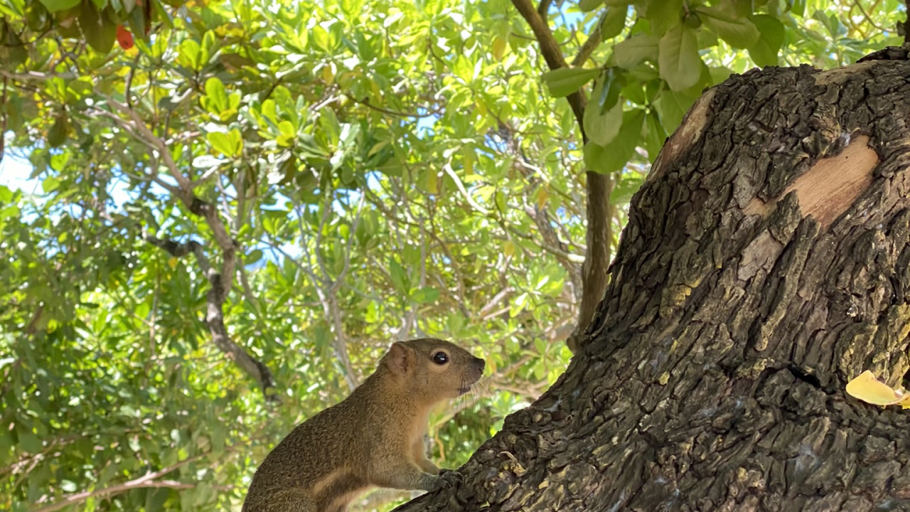 Squirrels, Ecosystem, Rodent, Branch, Adaptation. Wallpaper in 1280x720 Resolution