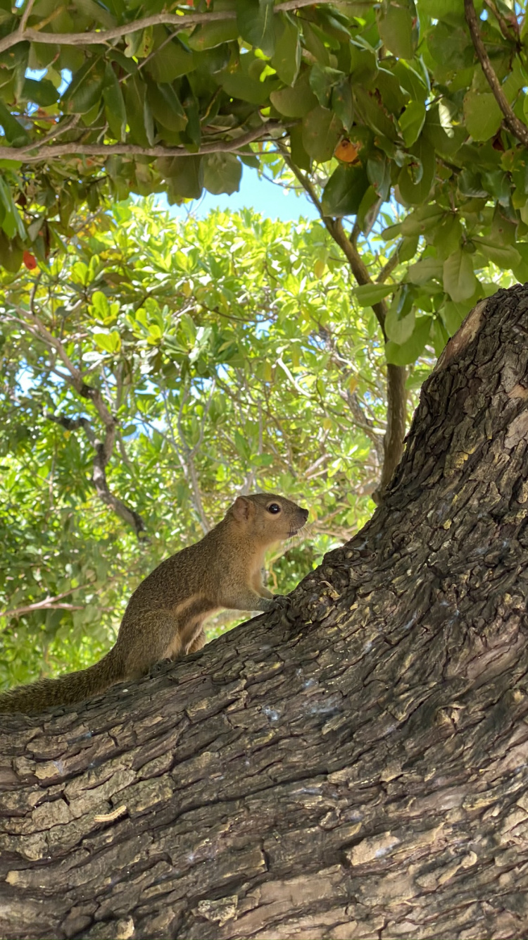 Squirrels, Ecosystem, Rodent, Branch, Adaptation. Wallpaper in 750x1334 Resolution