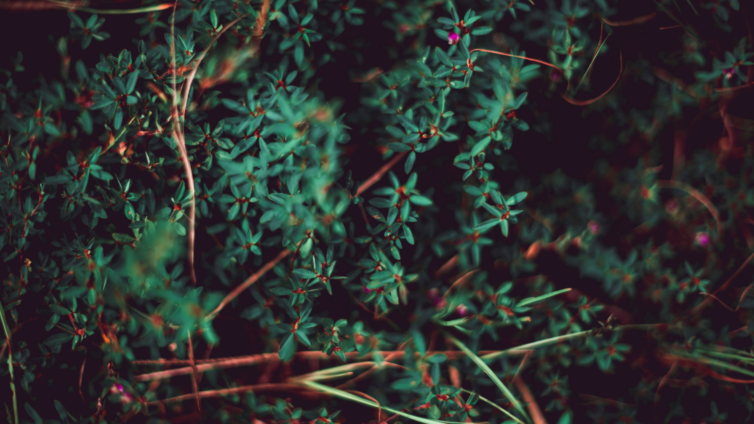 Pflanzen, Blatt, Gr, Vegetation, Branch. Wallpaper in 2560x1440 Resolution