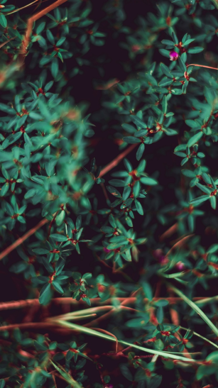 Plants, Leaf, Green, Vegetation, Plant. Wallpaper in 720x1280 Resolution