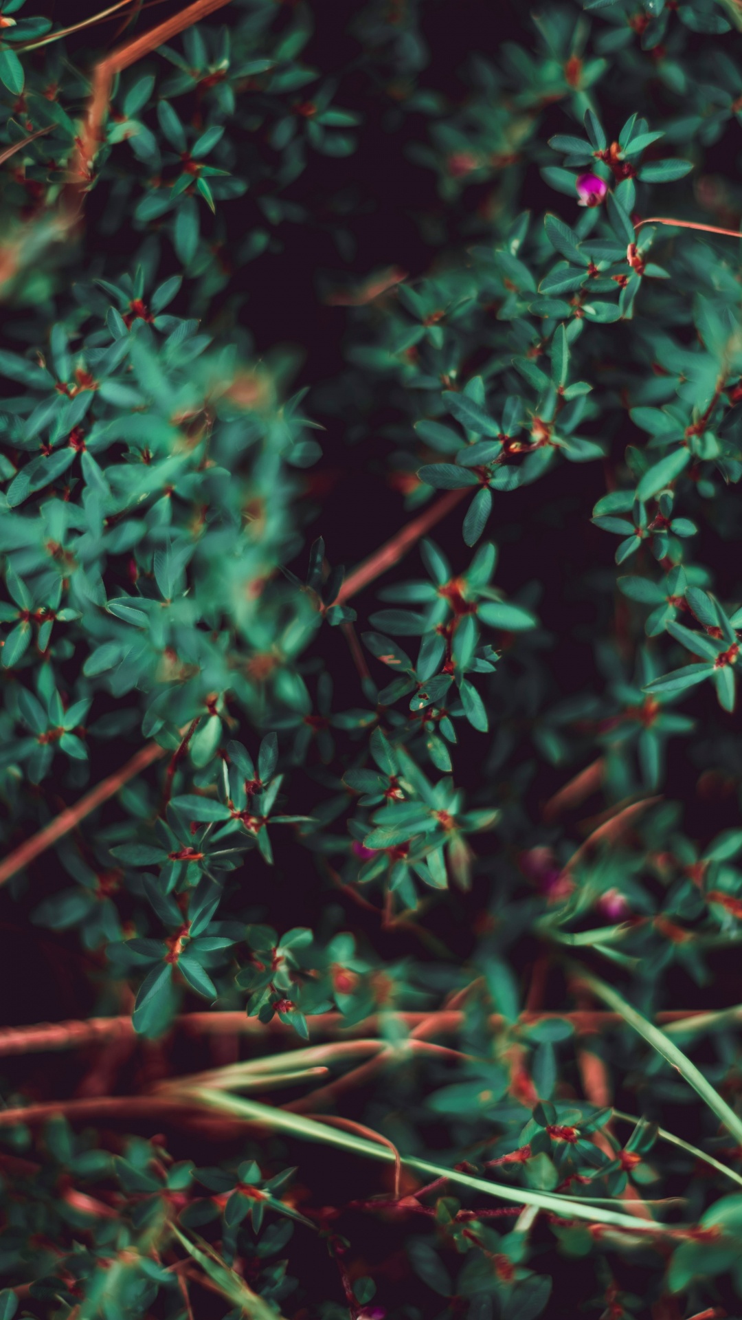 Plante, Feuille, Green, Végétation, Tige de la Plante. Wallpaper in 1080x1920 Resolution