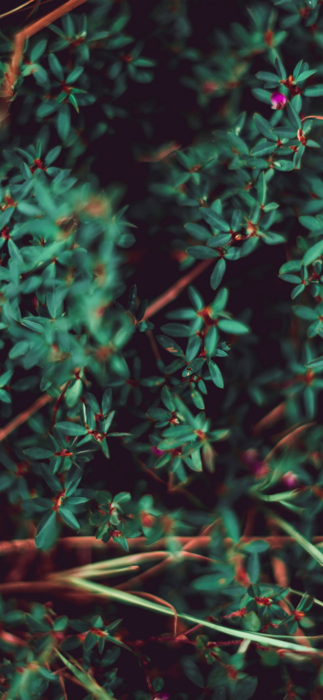 Plante, Feuille, Green, Végétation, Tige de la Plante. Wallpaper in 1125x2436 Resolution