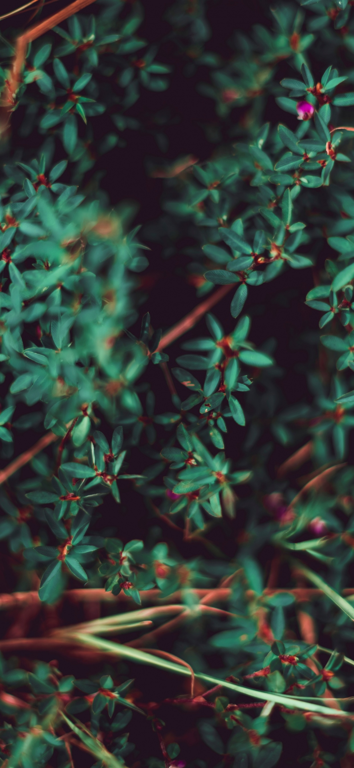 绿色的, 植被, 草, 植物干, 性质 壁纸 1242x2688 允许