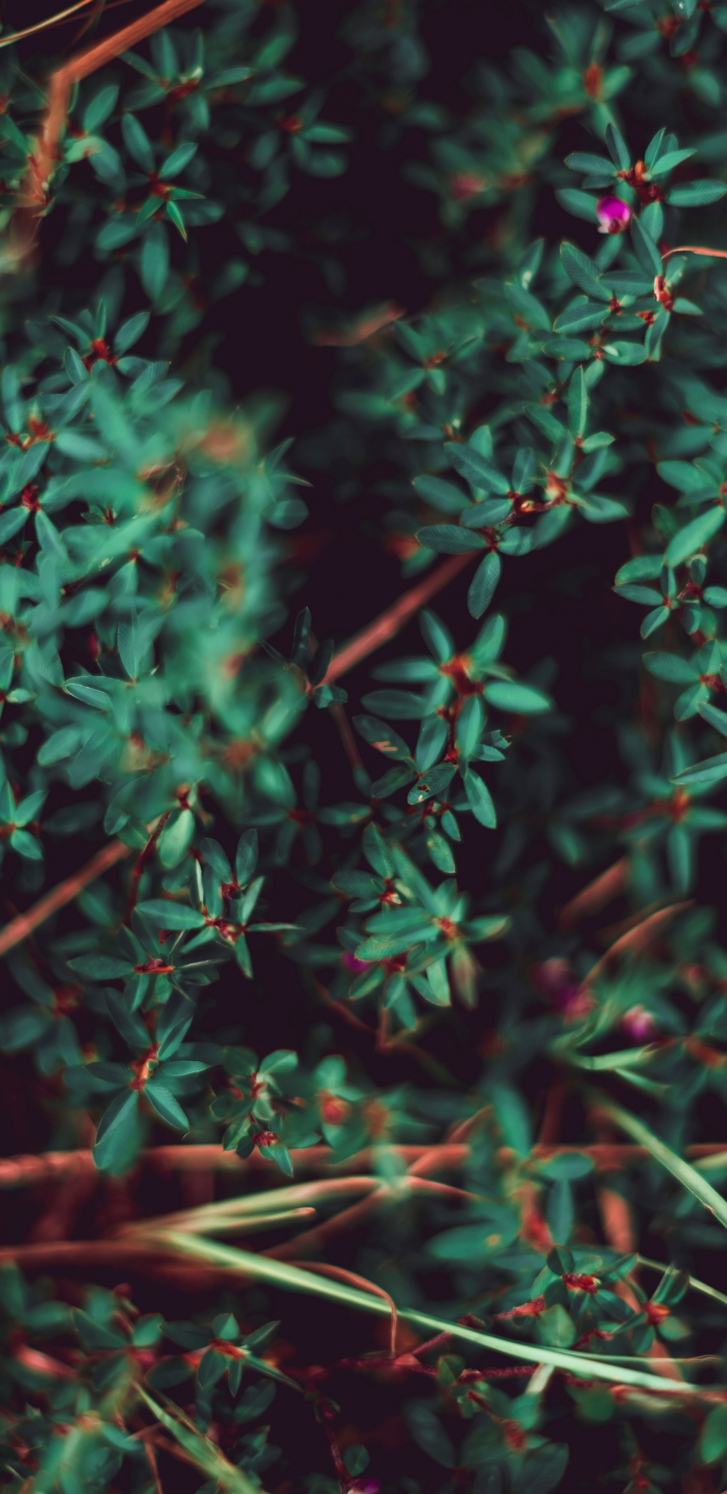 绿色的, 植被, 草, 植物干, 性质 壁纸 1440x2960 允许