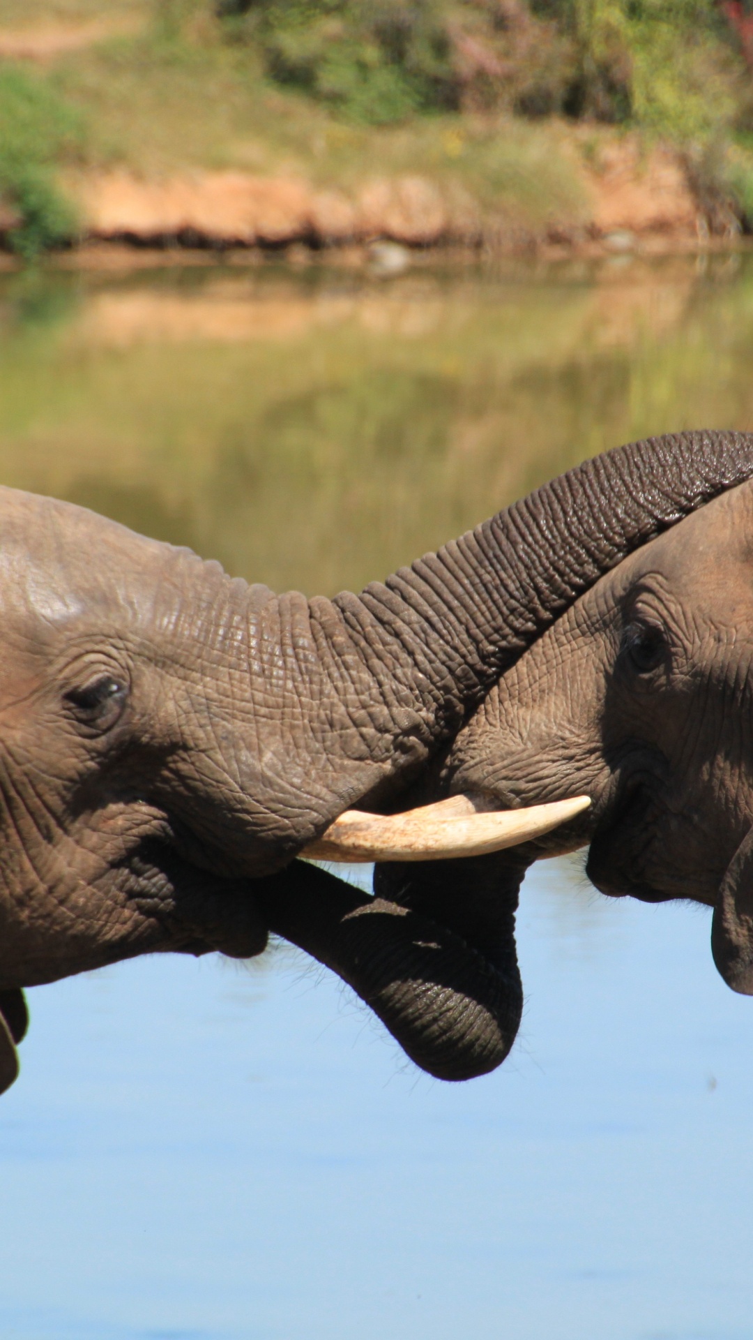 Elefante Bebiendo Agua Durante el Día. Wallpaper in 1080x1920 Resolution